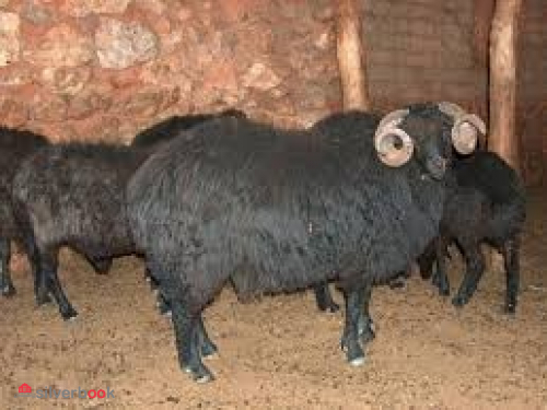 فروش گوسفند زنده شال سیاه کبود