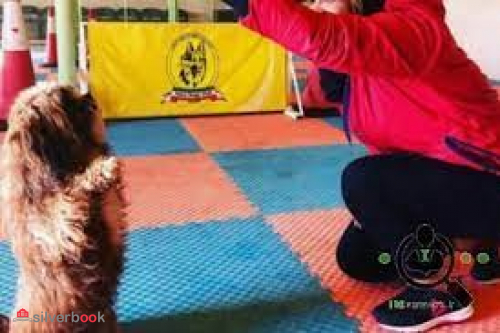 مربی سگ تربیت سگ آموزش سگ پانسیون سگ