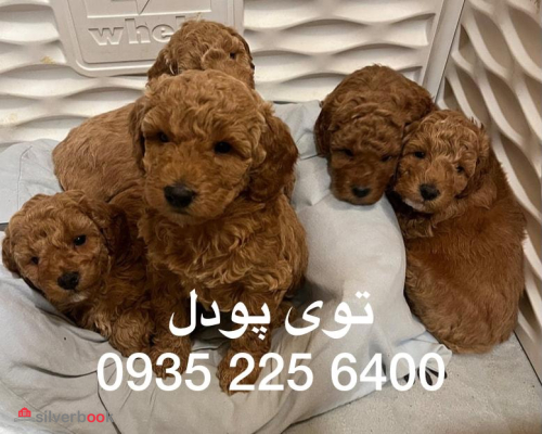 فروش انواع سگ پودل عروسکی و مینیاتوری در تهران و حومه