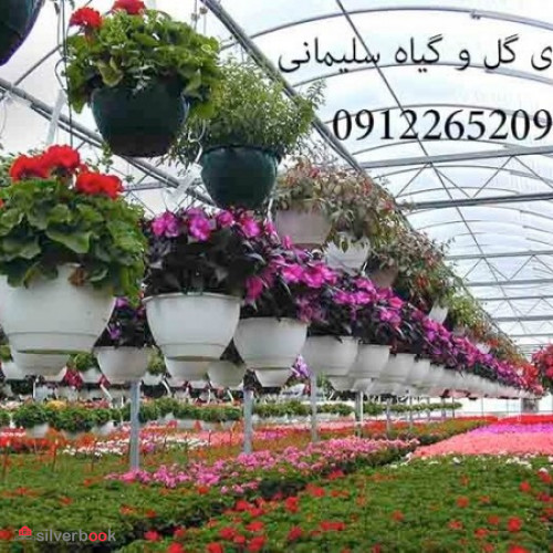 تولید کننده گل و گیاه | تولید کننده گل و گیاه و نهال ها