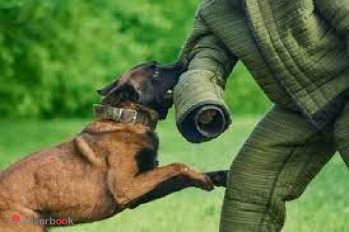 مربی سگ.آموزش سگ.تربیت سگ.بامجوز رسمی و بین المللی