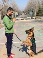 مربی سگ( تربیت و آموزش تخصصی فرمان ها)