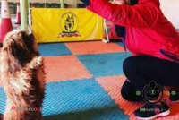مربی سگ تربیت سگ آموزش سگ پانسیون سگ