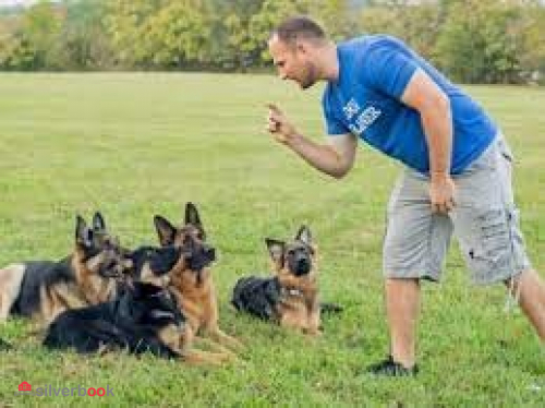 مربی رفتار درمان سگ، تربیت انواع نژاد سگ