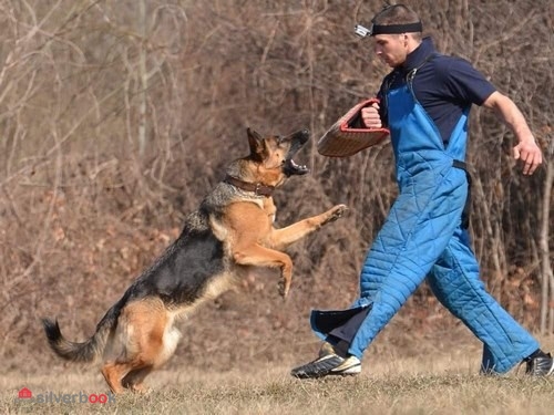 آموزش سگ های نگهبان.مربی و تربیت همه سگ ها