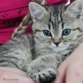 بچه گربه بریتیش چین چیلا ۵۰ روزه با وسایل