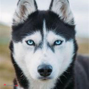 سگ هاسکی اصیل سیبرین چشم یخی 
