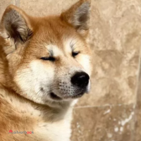 سگ آکیتا ژاپنی اصیل