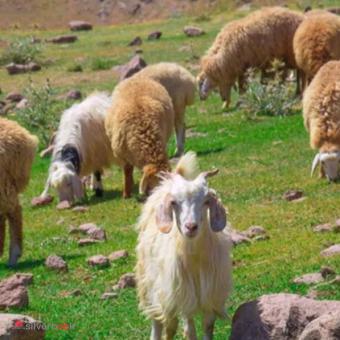 فروش گوسفند زنده زیر نظر شهرداری منطقه 2و3