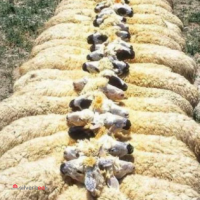 فروش گوسفند زنده چاق و کم چربی (شکم خالی)