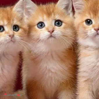 فروش و خرید بچه گربه های اصیل و آپارتمانی اشرافی
