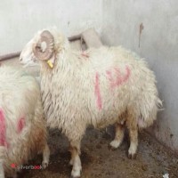 فروش و پخش گوسفند بومی