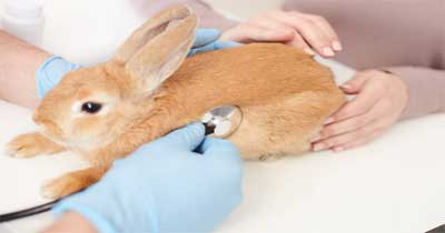 شایع ترین بیماری های خرگوش