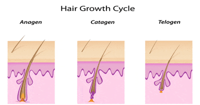فازهای مختلف چرخه رشد مو