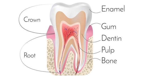 ساختار هر دندان