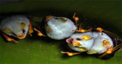 خفاش سفید هندوراسی